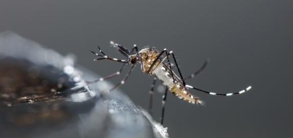 WEBINAIRE Vallée Sud - Grand Paris :  Lutte contre la prolifération des moustiques tigres sur le Territoire